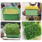 🌱 Caixa de cultivo empilhável para brotos de feijão – cultive brotos frescos em casa, de forma prática e sustentável! 💚✨