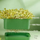 🌱 Caixa de cultivo empilhável para brotos de feijão – cultive brotos frescos em casa, de forma prática e sustentável! 💚✨